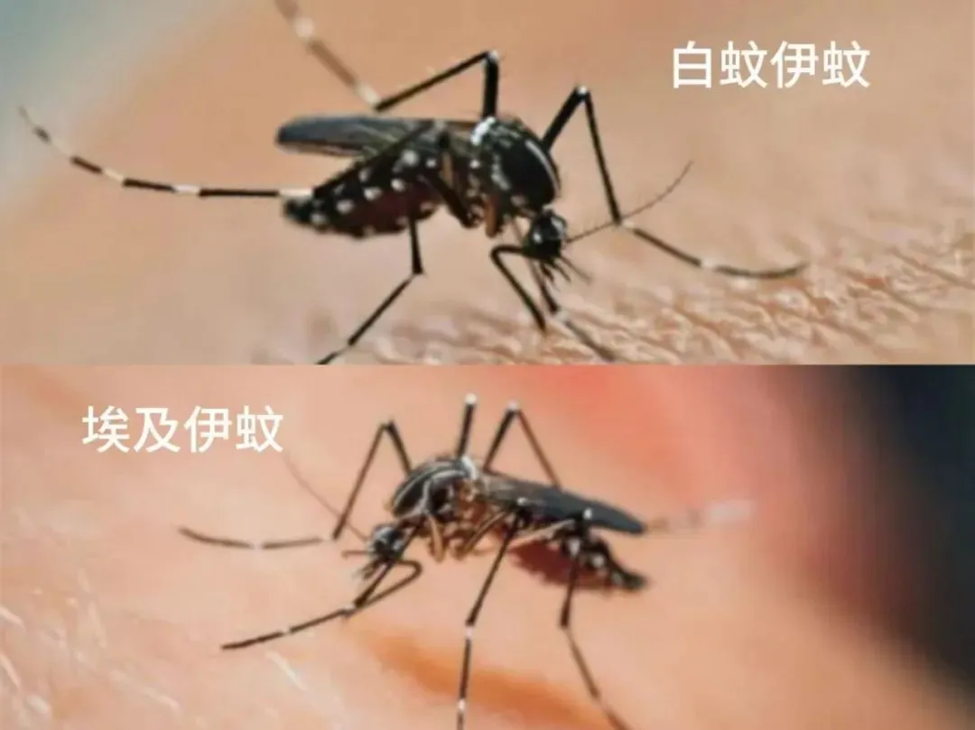 传播基孔肯雅热的两种蚊子：埃及伊蚊和白纹伊蚊