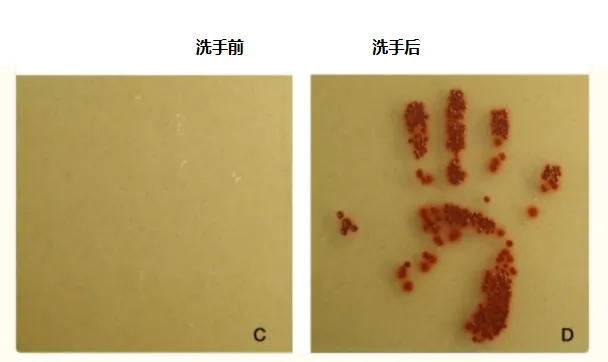 公共洗手液按压头细菌交叉感染传播链示意图 - 传统洗手液瓶卫生隐患